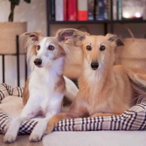 Hunde-Kissen kariert